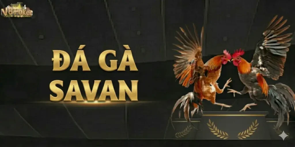 Kinh Nghiệm Cá Cược Đá Gà Savan Dễ Ăn Tiền 5 Kinh nghiệm cá cược đá gà Savan luôn thắng