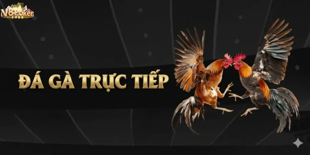 Đá Gà Trực Tiếp Là Gì?
