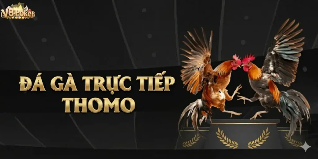Kinh Nghiệm Cá Cược Đá Gà Trực Tiếp Thomo Dễ Thắng 6 Kinh Nghiệm Cá Cược Đá Gà Trực Tiếp Thomo Dễ Thắng