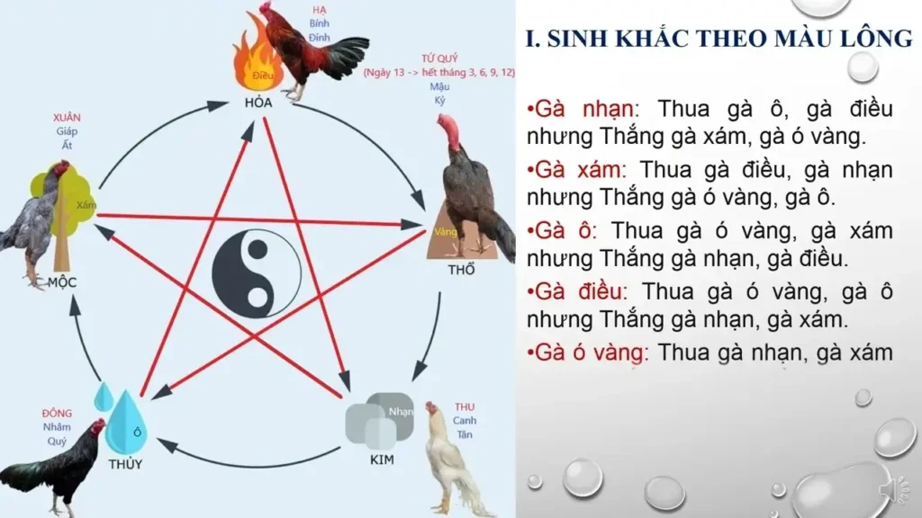 Kinh Nghiệm Xem Màu Mạng Gà Đá Chuẩn Cao Thủ 4 Màu mạng gà đá là gì?