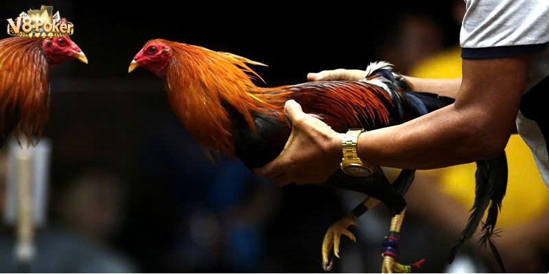 Cách nuôi gà tre đá bo lớn V8poker - Bí quyết từ các sư kê 6 Các kỹ thuật thi đấu và đào tạo gà tre đá bo lớn