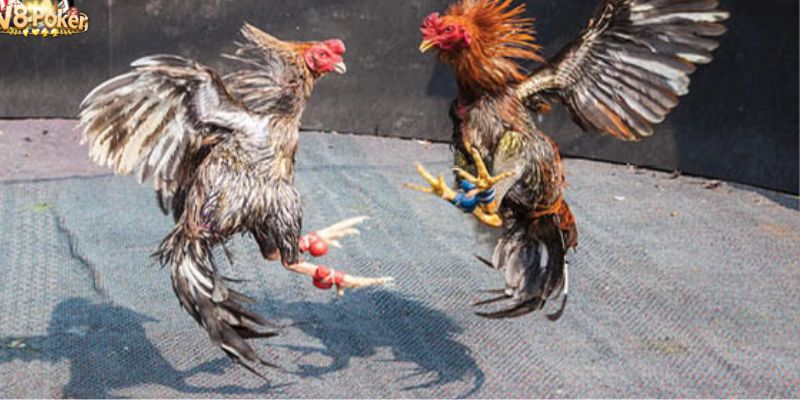 Kỹ Thuật Chăm Sóc Gà Đá Tới Pin