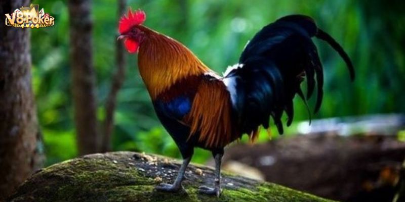 Thuốc Nuôi Gà Đá B12 V8poker - Lựa Chọn Tốt Nhất Cho Gà Đá 5 Những lưu ý khi sử dụng thuốc nuôi gà đá b12 V8poker