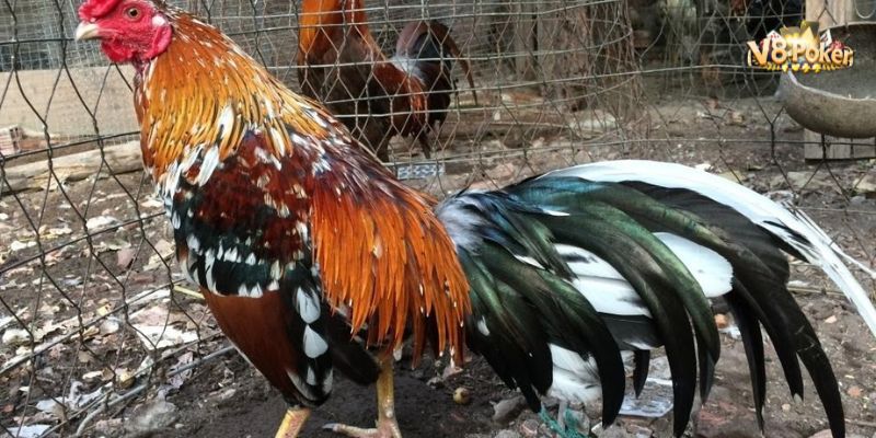 Trang Thiết Bị Cần Thiết Trong Nuôi Gà Đá