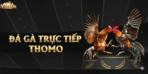 Kinh Nghiệm Cá Cược Đá Gà Trực Tiếp Thomo Dễ Thắng