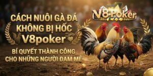 Cách nuôi gà đá không bị hốc V8poker - Bí quyết thành công cho những người đam mê