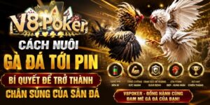 Cách Nuôi Gà Đá Tới Pin - Bí Quyết Để Trở Thành Chân Sủng Của Sân Đá