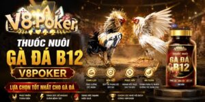 Thuốc Nuôi Gà Đá B12 PBV88 - Lựa Chọn Tốt Nhất Cho Gà Đá